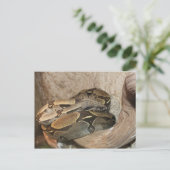 Boa Constrictor # 2 Postkarte (Stehend Vorderseite)