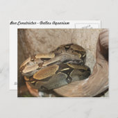 Boa Constrictor # 2 Postkarte (Vorne/Hinten)
