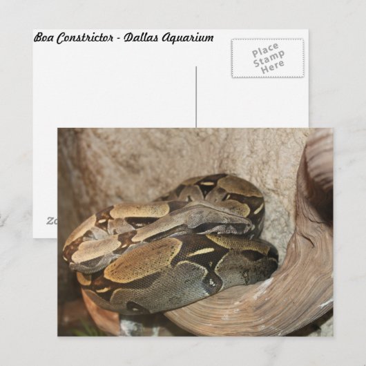 Boa Constrictor # 2 Postkarte (Vorne/Hinten)