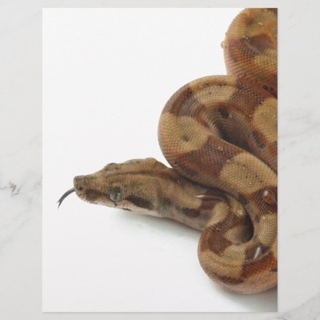 Boa Constrictor Coiled, Flicking Tongue (Vorderseite)
