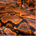 Boa Constrictor Fotoskulptur Ornament<br><div class="desc">Nicht sicher,  ob es sich um einen Python oder einen Boa...  Aber ich bin hübsch sicher,  dass es ein Boa ist. In beiden Fällen ist es eine sehr coole Schlangenhaut.</div>