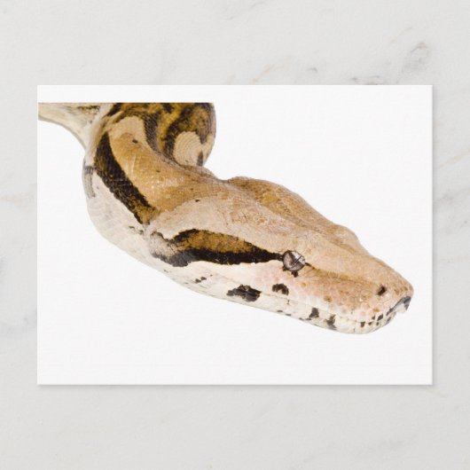 Boa Constrictor Postkarte (Vorderseite)