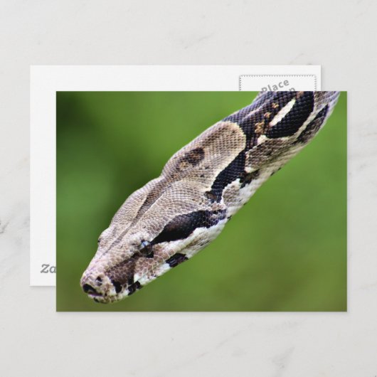 Boa Constrictor Postkarte (Vorne/Hinten)