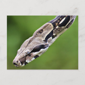 Boa Constrictor Postkarte