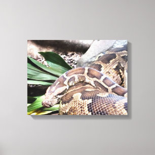 Boa constrictor Reptil Leinwanddruck