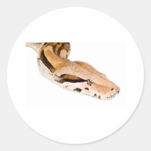 Boa Constrictor Runder Aufkleber