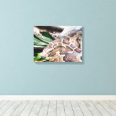 Boa Constriktion Reptil Leinwanddruck (Insitu (Holzboden))