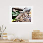 Boa Constriktor Poster (Küche)