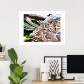 Boa Constriktor Poster (Heimbüro)