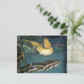 Boa Couple, 1 Postkarte (Stehend Vorderseite)