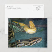 Boa Couple, 1 Postkarte (Vorne/Hinten)