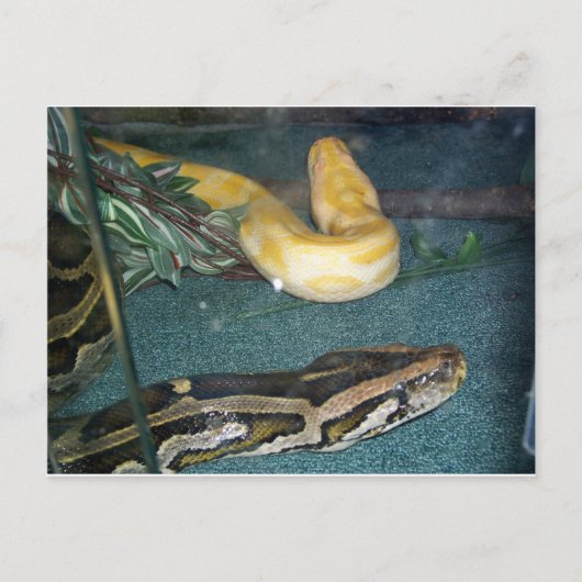 Boa Couple, 1 Postkarte (Vorderseite)