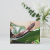 Boa Fotograf Postkarte (Stehend Vorderseite)