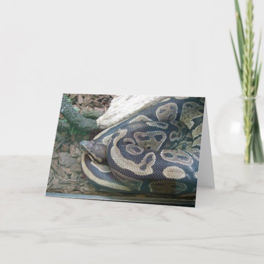 Boa-Schlange Karte (Vorderseite)