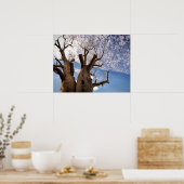BOAB TREE POSTER (Küche)