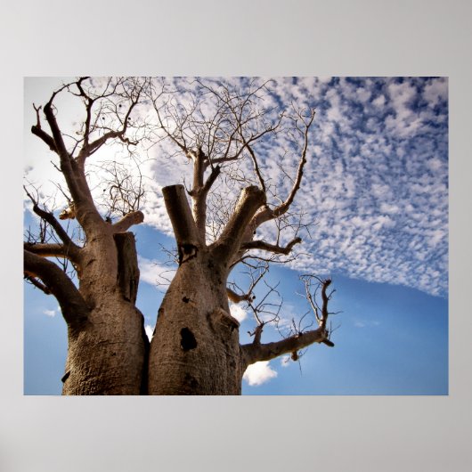 BOAB TREE POSTER (Vorne)