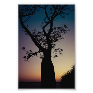 Boab Tree Silhouette bei Sunset Foto Print
