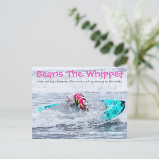 Boans Surfdog Postkarte (Stehend Vorderseite)