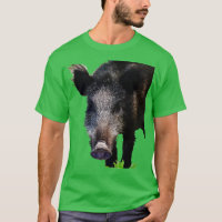 Boar Making Eye Kontakt Vector Art