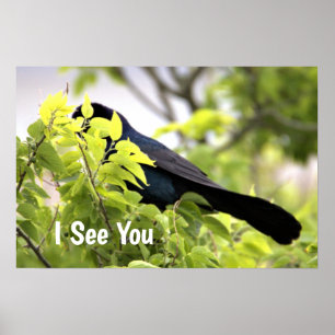 Boat-Taille Grackle Bird Poster