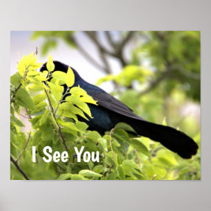Boat-Taille Grackle Bird Poster