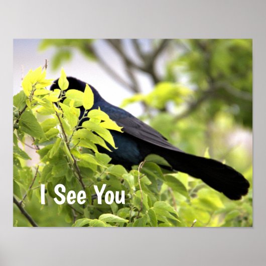 Boat-Taille Grackle Bird Poster (Vorne)
