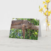 Bob Cat - Cat Nappin' Vatertagskarte Karte (Gelbe Blume)