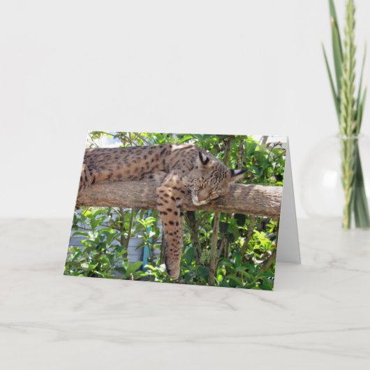 Bob Cat - Cat Nappin' Vatertagskarte Karte (Vorderseite)