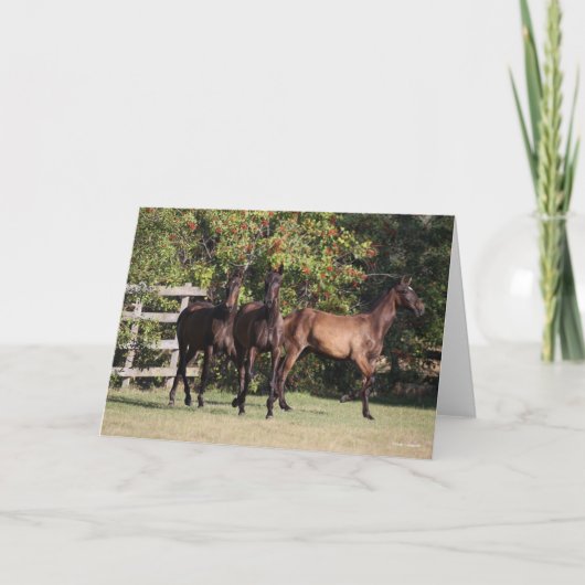 Bob Langrish | 3 Andalucian Youngsters Standing Karte (Vorderseite)