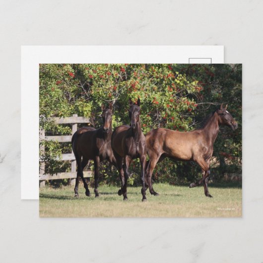 Bob Langrish | 3 Andalucian Youngsters Standing Postkarte (Vorne/Hinten)
