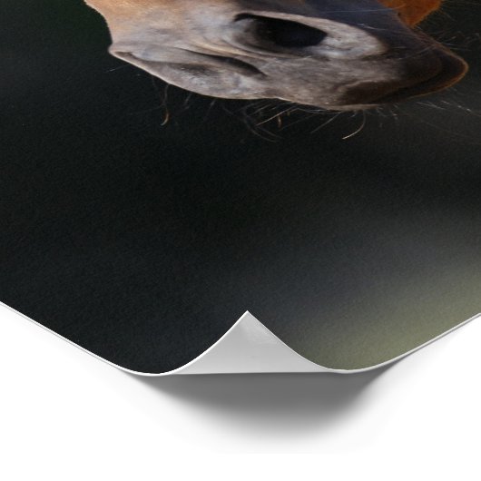 Bob Langrish | Akhal Teke Headshot Poster (Ecke)