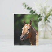 Bob Langrish | Akhal Teke Headshot Postkarte (Stehend Vorderseite)