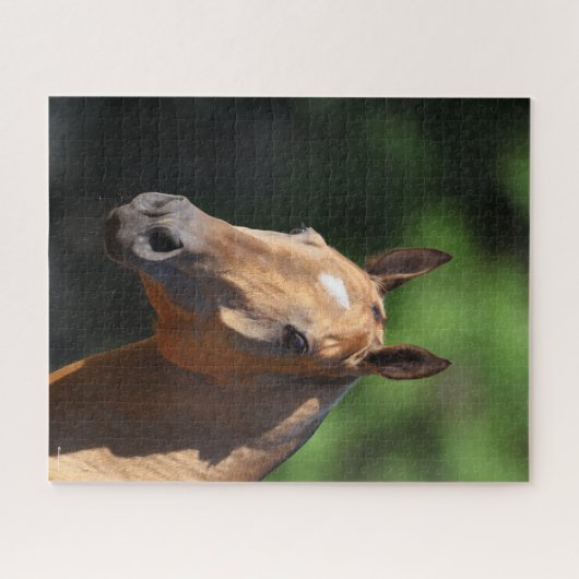 Bob Langrish | Akhal Teke Headshot Puzzle (Horizontal)