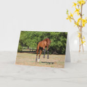 Bob Langrish | Akhal Teke Stallion Leaping Karte (Gelbe Blume)