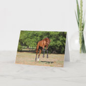 Bob Langrish | Akhal Teke Stallion Leaping Karte (Vorderseite)