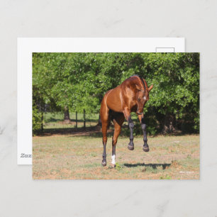 Bob Langrish   Akhal Teke Stallion Leaping Postkarte