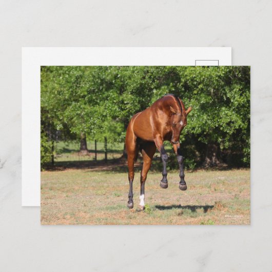 Bob Langrish | Akhal Teke Stallion Leaping Postkarte (Vorne/Hinten)