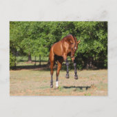 Bob Langrish | Akhal Teke Stallion Leaping Postkarte (Vorderseite)