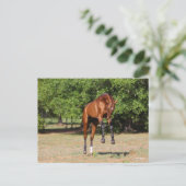 Bob Langrish | Akhal Teke Stallion Leaping Postkarte (Stehend Vorderseite)