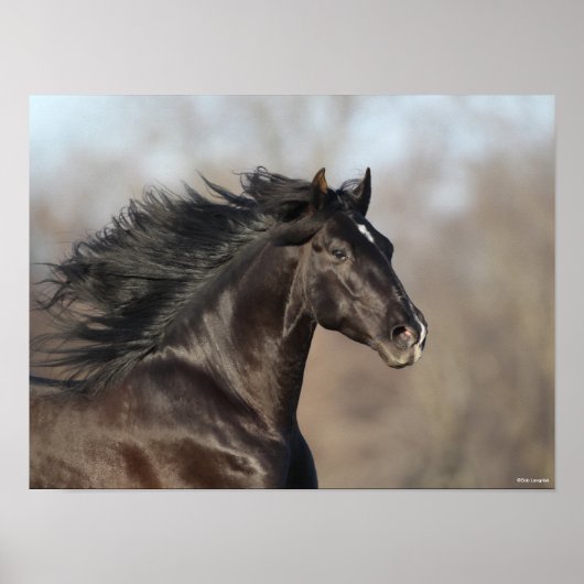Bob Langrish | Andalusischer Headshot Mane Flows Poster (Vorne)
