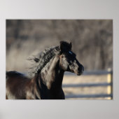 Bob Langrish | Andalusischer Headshot Mane Flows Poster (Vorne)