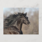 Bob Langrish | Andalusischer Headshot Mane Flows Postkarte (Vorderseite)