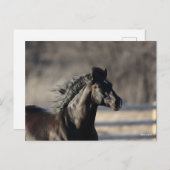 Bob Langrish | Andalusischer Headshot Mane Flows Postkarte (Vorne/Hinten)