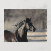 Bob Langrish | Andalusischer Headshot Mane Flows Postkarte (Vorderseite)