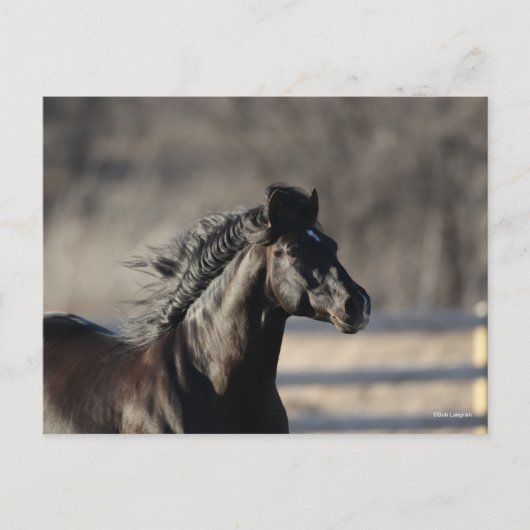 Bob Langrish | Andalusischer Headshot Mane Flows Postkarte (Vorderseite)