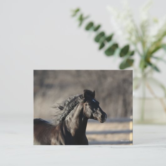 Bob Langrish | Andalusischer Headshot Mane Flows Postkarte (Stehend Vorderseite)