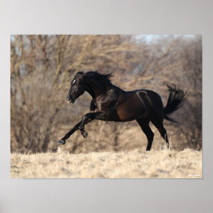 Bob Langrish   Andalusischer Running Poster