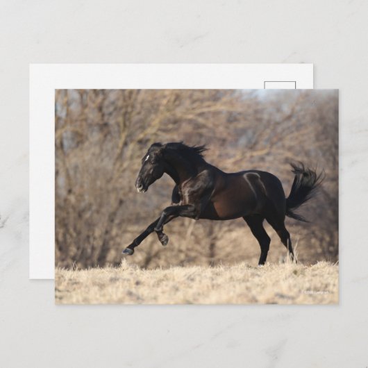 Bob Langrish | Andalusischer Running Postkarte (Vorne/Hinten)