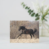 Bob Langrish | Andalusischer Running Postkarte (Stehend Vorderseite)