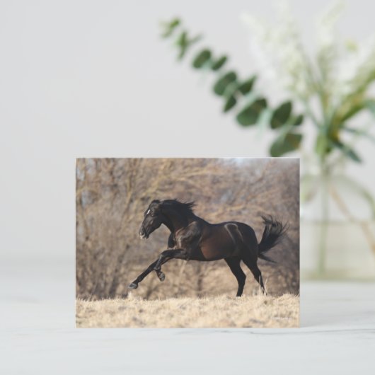 Bob Langrish | Andalusischer Running Postkarte (Stehend Vorderseite)